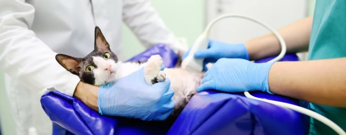 zwangere kat bij dierenarts